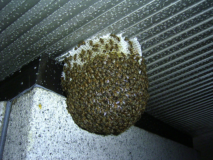 ミツバチの巣3